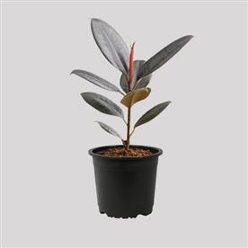 Rubber tree, rubber plant, ficus elastica (black prince, burgundy)