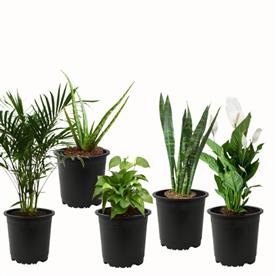 Top 5 air purifier and oxygen enriching plant