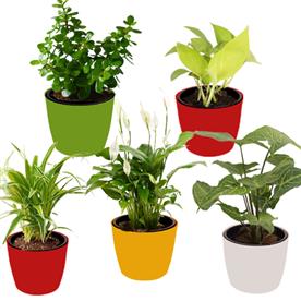 Plant pack for healthy home-office