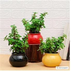 3 good luck jade plants in ceramic pots
