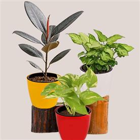 Low maintenance indoor plants for home decoration