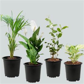 Winter special top 4 air purifier plants pack