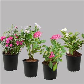Flowering plants with metal stand for sunny location