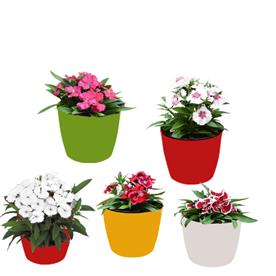 Set of 5 beautiful dianthus plants