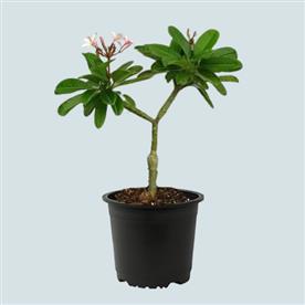 Plumeria, champa (any color) - plant