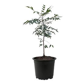 Neem tree, azadirachta indica - plant