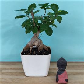 Ficus bonsai - plant