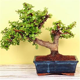 Jade bonsai - plant