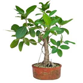 Banyan tree bonsai - plant