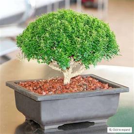 Buxus bonsai - plant