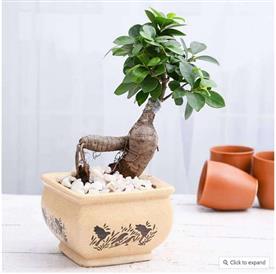Ficus bonsai in ceramic pot
