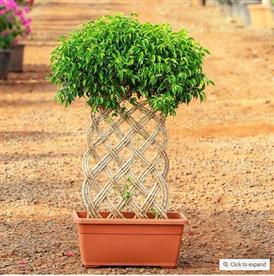 Ficus bonsai vertical braided arrangement - plant