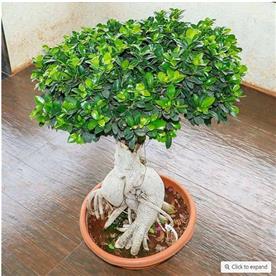 Ficus panda bonsai - plant