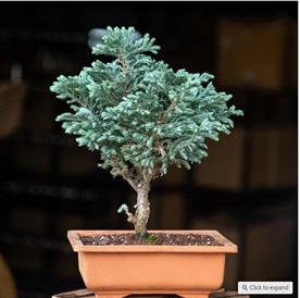 Silver cypress bonsai - plant