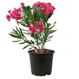 Kaner, nerium oleander (pink, single)