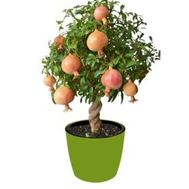 Pomegranate, annar, anar (grafted) - plant