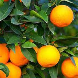Orange fruit, santra ( grafted ) - plant