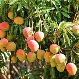 Mango tree (kesar, grafted) - plant