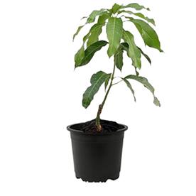 Mango tree (alphonso, grafted) - plant