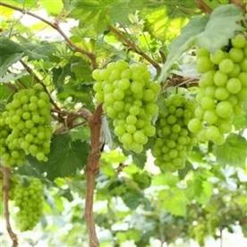 Grape, angoor ( grafted, seedless ) - plant