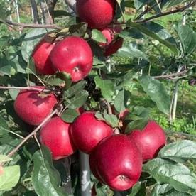 Apple tree (grafted) - plant