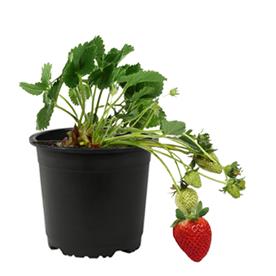 Strawberry - plant