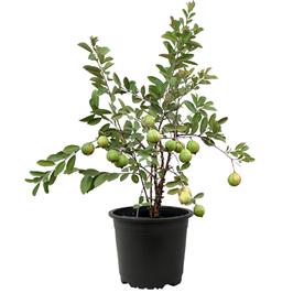 Guava tree, amrud, psidium guajava (grafted) - plant