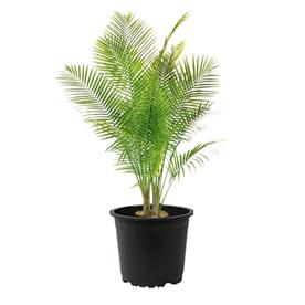 Royal palm, roystonea regia