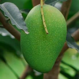 Mango tree (badami, grafted) - plant