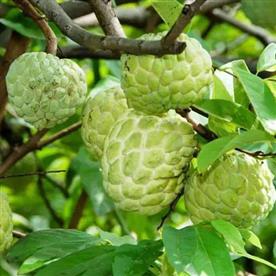 Sitaphal, annona squamosa (grafted) - plant