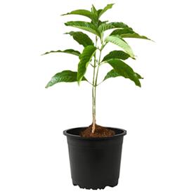Vasaka, adulsa plant for ashwini nakshatra, aries or mesh rashi - plant