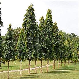 Ashoka tree, polyalthia longifolia
