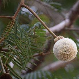 Parkia biglandulosa (badminton ball tree)
