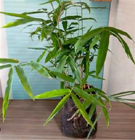 Bambusa bambos, tree of punarvasu nakshatra, gemini or mithun rashi - plant