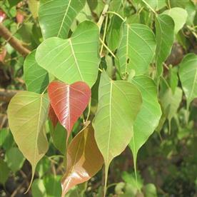 Pipal, tree of pushya nakshatra, cancer or kark rashi - plant