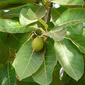 Mahua, tree of revati nakshatra, pisces or meen rashi - plant