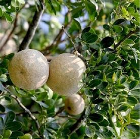 Wood apple, tree of vishakha nakshatra, libra or tula rashi - plant