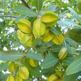 Arjun, tree of swati nakshatra, libra or tula rashi - plant