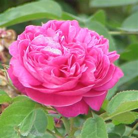 Damascus rose, scented rose (any color) - plant