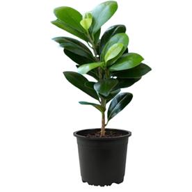 Ficus compacta - plant