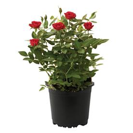 Rose (red) - plant