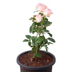 Rose (peach) - plant