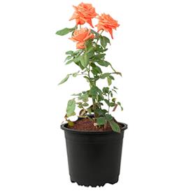Rose (orange) - plant