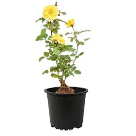 Rose (yellow) - plant