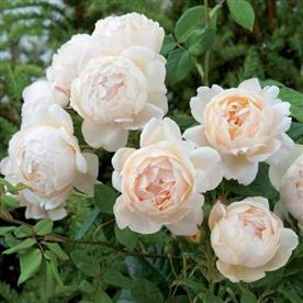 Miniature rose, button rose (white) - plant
