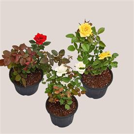 Set of 3 love rose plants