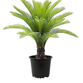 Cycas plant, sago palm, cycas revoluta