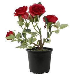 Rose (maroon) - plant