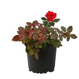 Gladiator rose (dark pink) - plant