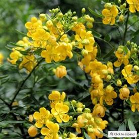 Cassia siamea, cassia florida (yellow)